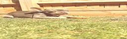French Bulldog dogs for sale: Mr Dominic L - Advert 4