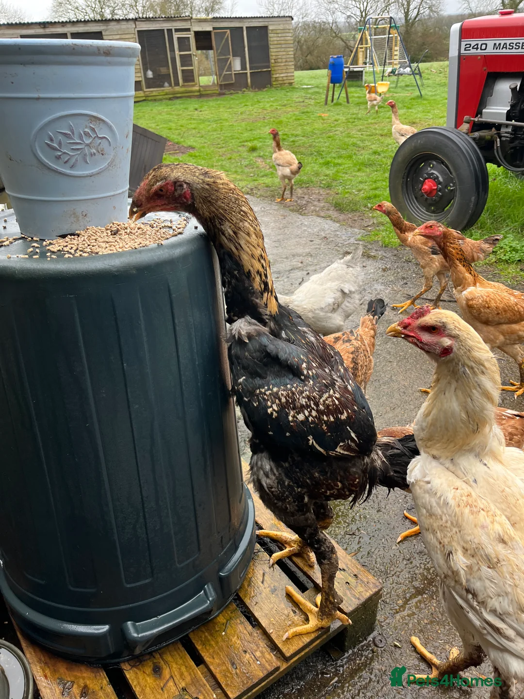 Chickens poultry for sale: Indio Gigante *LARGE BIRDS Portuguese bloodlines* - Advert 1