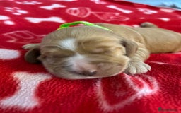 Cockapoo dogs for sale: F1B cockapoo litter - Image 9