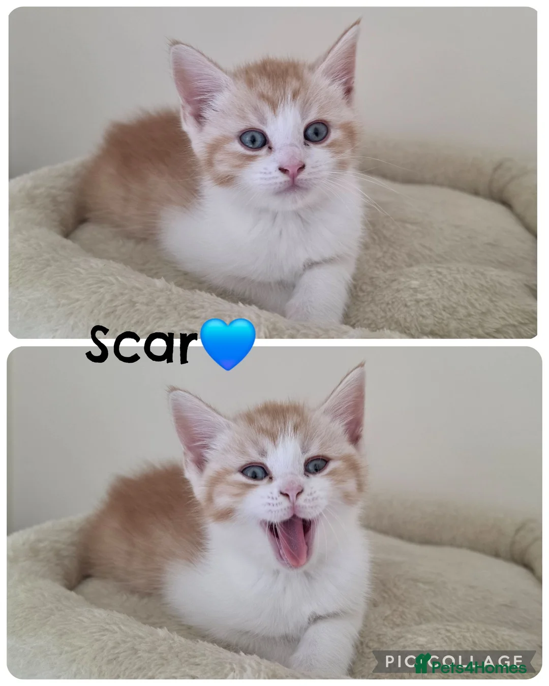 Mixed Breed cats for sale: Last Maine coon X BSH Boy 💙 - Advert 6
