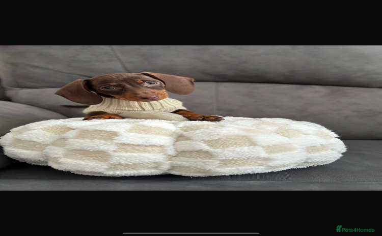 Miniature Dachshund dogs - Advert 12