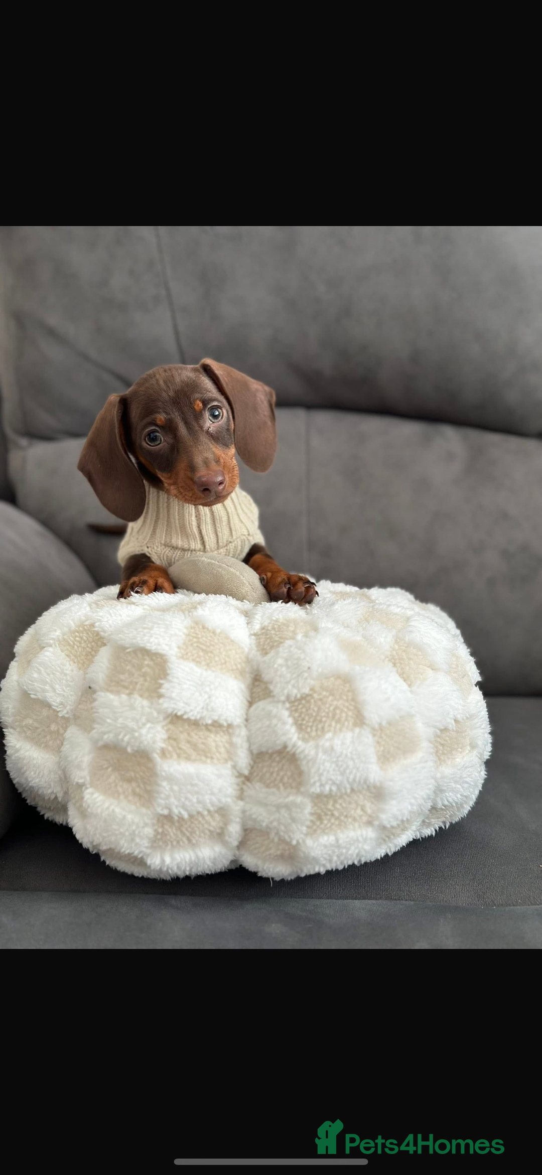 Miniature Dachshund dogs for sale: Mini dachshund pups (true real mini’s) - Image 1