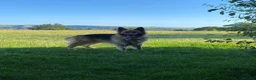German Shepherd dogs for sale: Beautiful GSD puppies - Advert 11