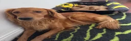 Golden Retriever dogs for sale: KC reg Dark Golden Retriever Pups - Advert 11
