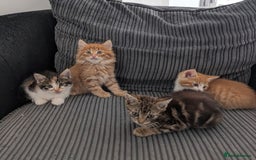 Mixed Breed cats for sale: Kitten  - Image 6