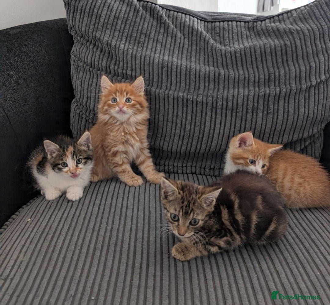 Mixed Breed cats for sale: Kitten  - Image 6