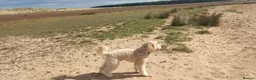 Cockapoo dogs for stud: Mating in Saffron Walden - Advert 5