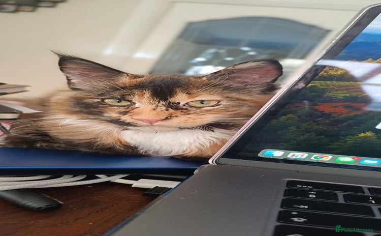 Maine Coon cats - Advert 8