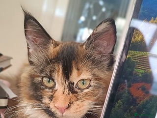 Maine Coon cats - Advert 14