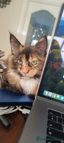 Maine Coon cats - Advert 8