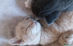 British Shorthair cats for sale: British shorthair cross kittens - Image 4