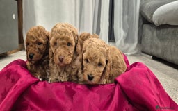 Cockapoo dogs for sale: Gorgeous fluffy Coockapoo puppies - Image 6