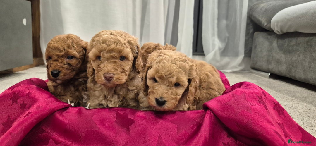 Cockapoo dogs for sale: Gorgeous fluffy Coockapoo puppies - Image 6