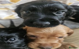 Cocker Spaniel dogs for sale: Cocker spaniel pups - Image 6