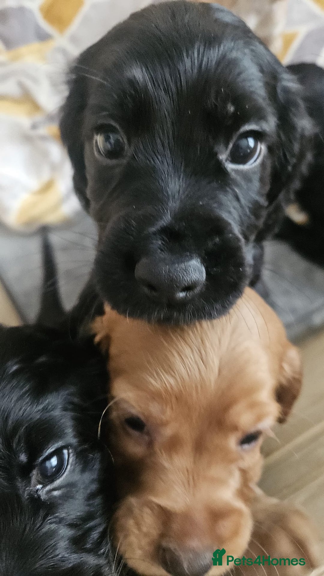 Cocker Spaniel dogs for sale: Cocker spaniel pups - Image 6