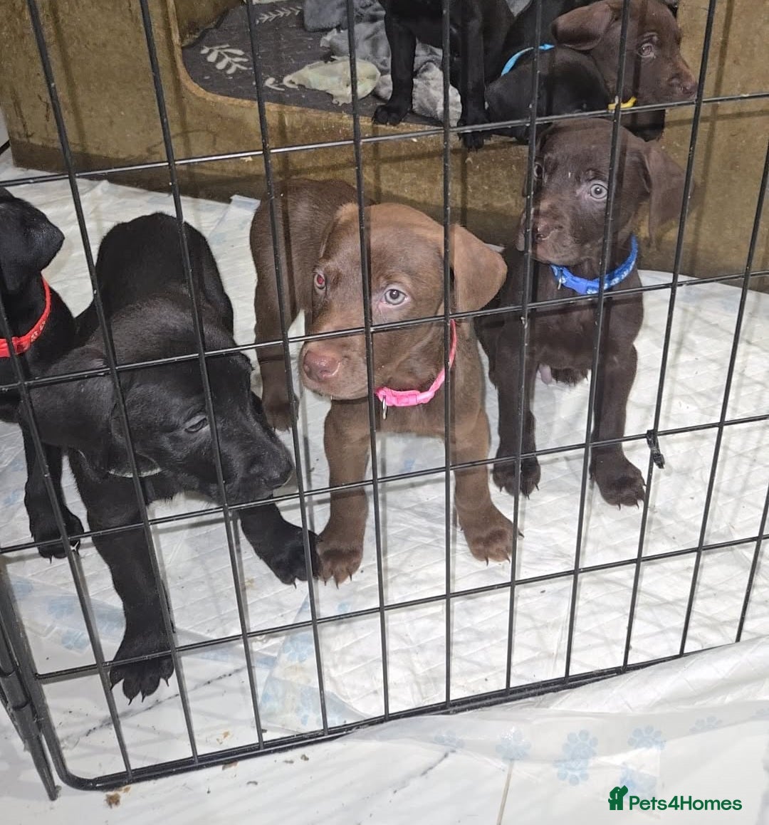 Mixed Breed dogs Doberman x Weimaraner Cross - Advert 3