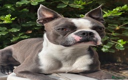 Boston Terrier dogs for stud: Boston terrier for stud blue&white proven KC regis in Wantage - Image 1