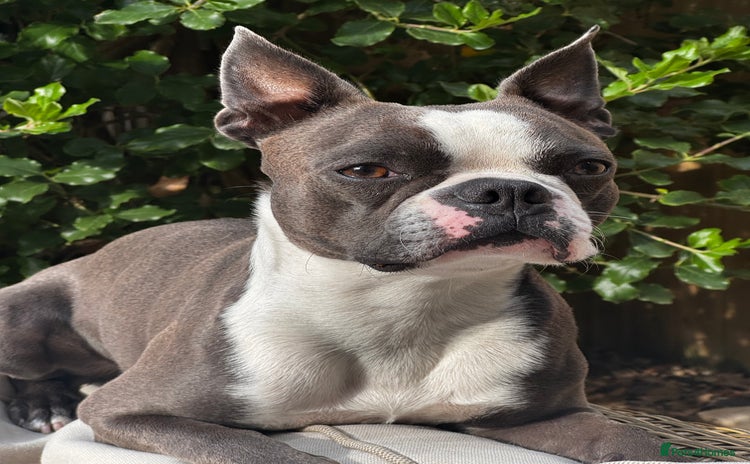 Boston Terrier dogs in Wantage - Advert 2