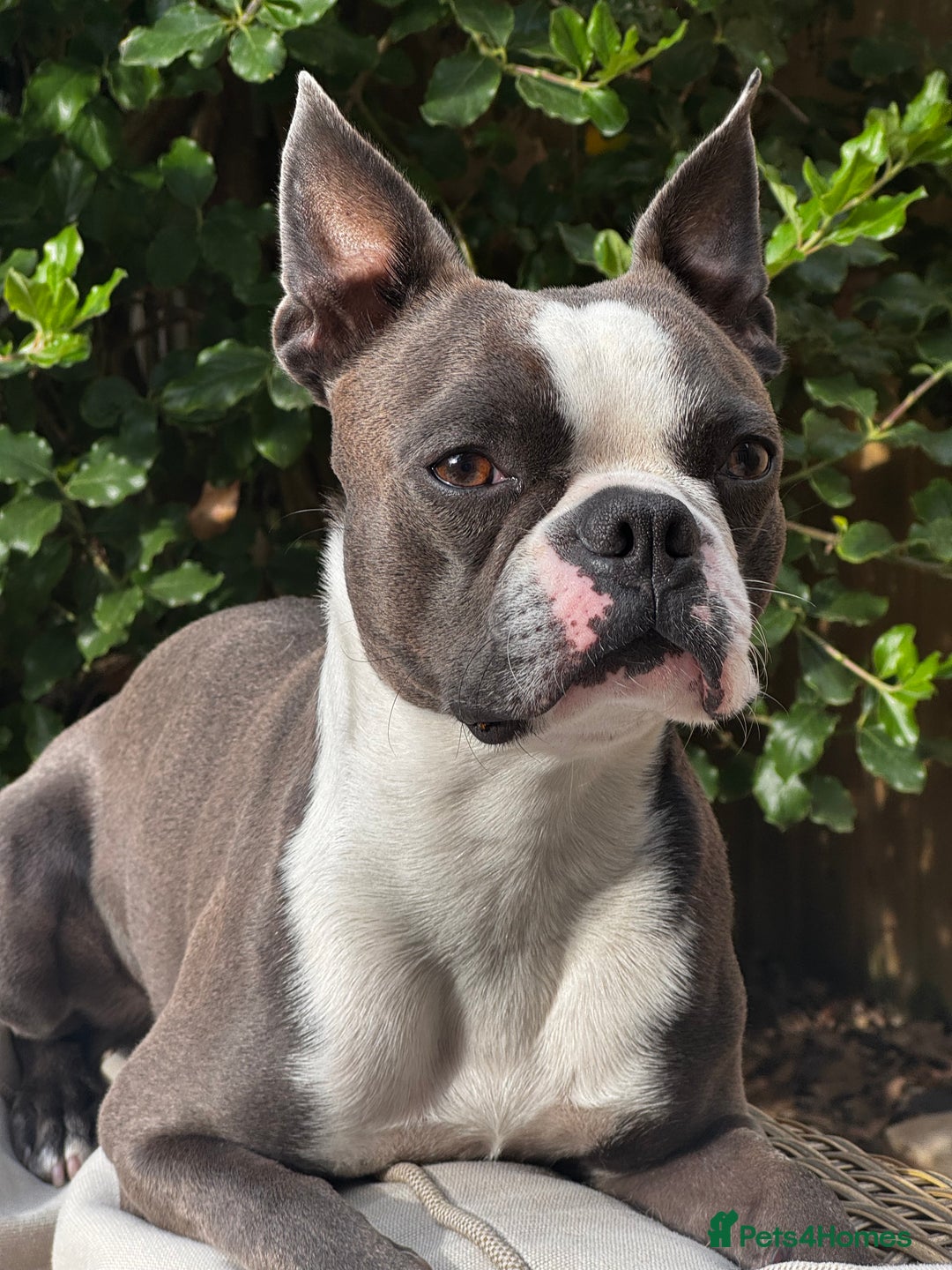 Boston Terrier dogs for stud: Boston terrier for stud blue&white proven KC regis in Wantage - Image 1