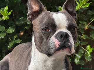 Boston Terrier dogs Boston terrier for stud blue&white proven KC regis in Wantage - Advert 1