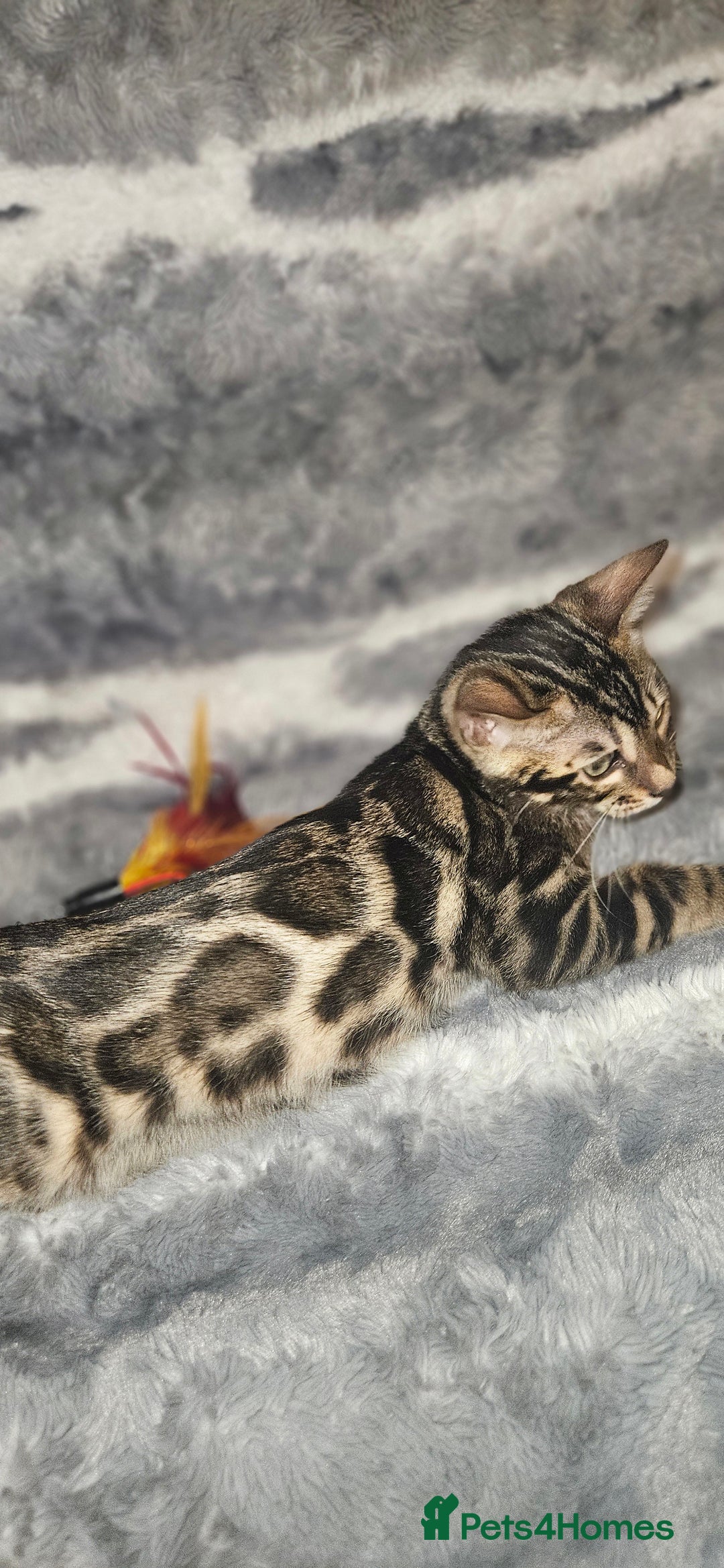 Bengal cats for sale: SHOW QUALITY BABIES  in Andover - Image 1