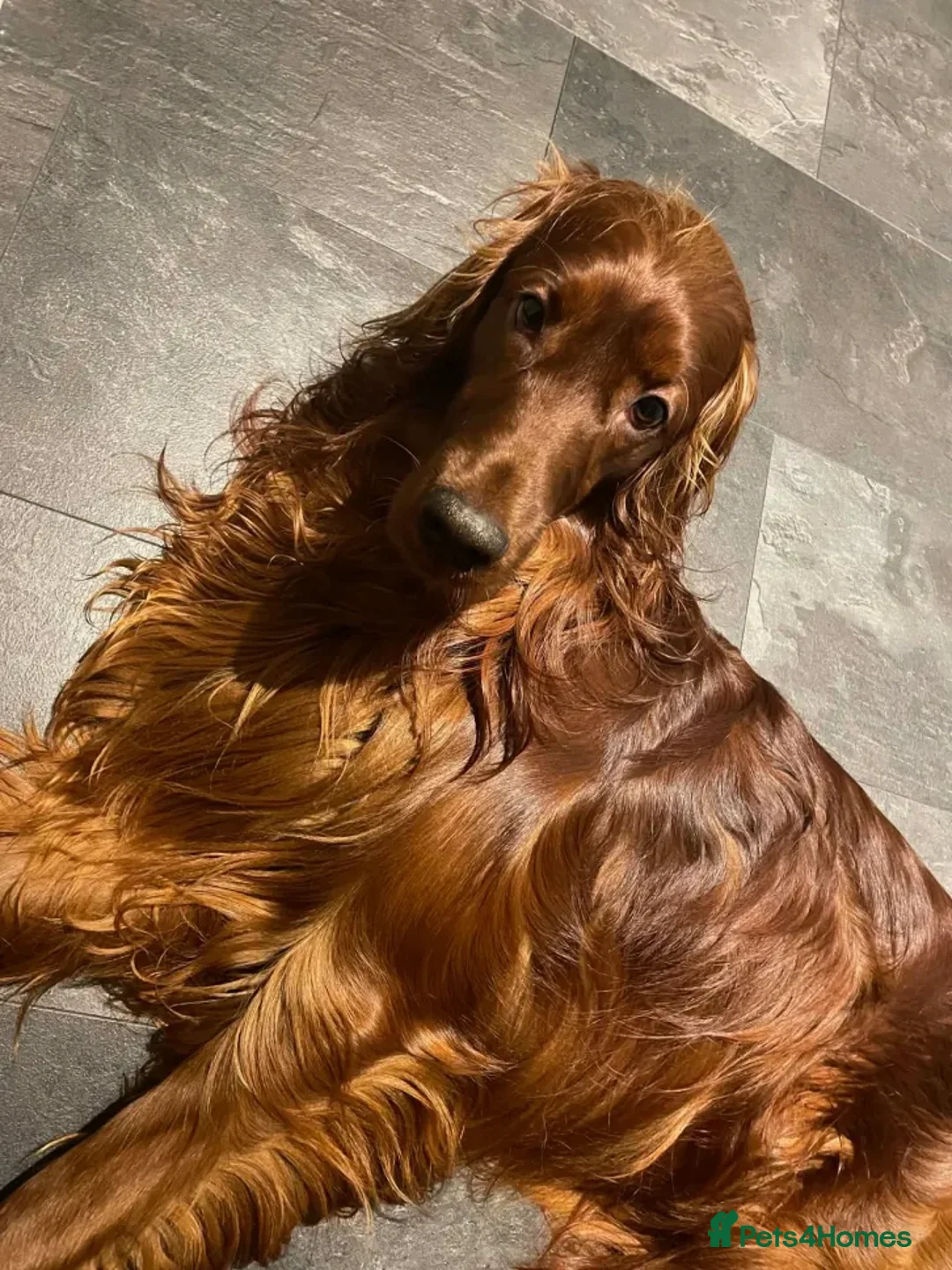 Irish Setter dogs for stud: Looking to breed My Irish Setter Pedigree - Advert 2