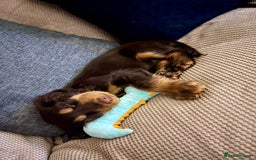 Cocker Spaniel dogs for stud: Dog Breeder - Image 8