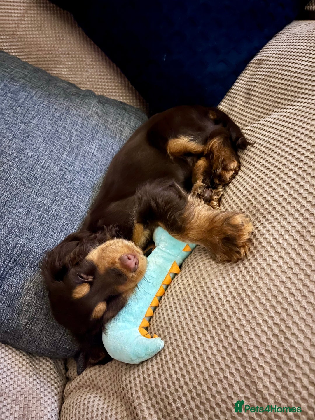 Cocker Spaniel dogs for stud: Dog Breeder - Image 8