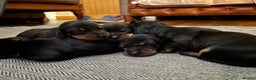 Miniature Dachshund dogs for sale: miniature Dachshund  - Advert 1