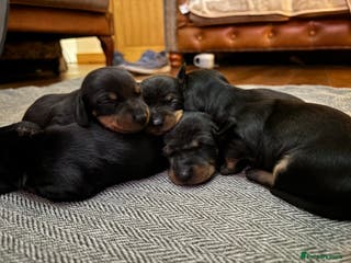 Miniature Dachshund dogs miniature Dachshund - Advert 4