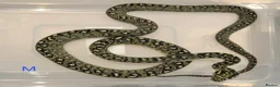 Snake reptiles for sale: Diamond Carpet Pythons - Advert 5