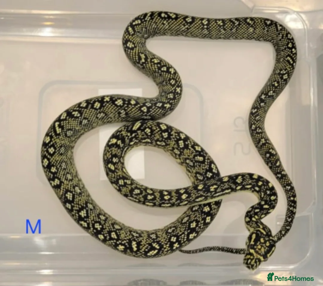 Snake reptiles for sale: Diamond Carpet Pythons - Advert 5