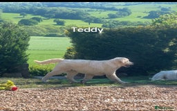 Golden Retriever dogs for sale: Superb KC Golden Retriever show type - Image 4