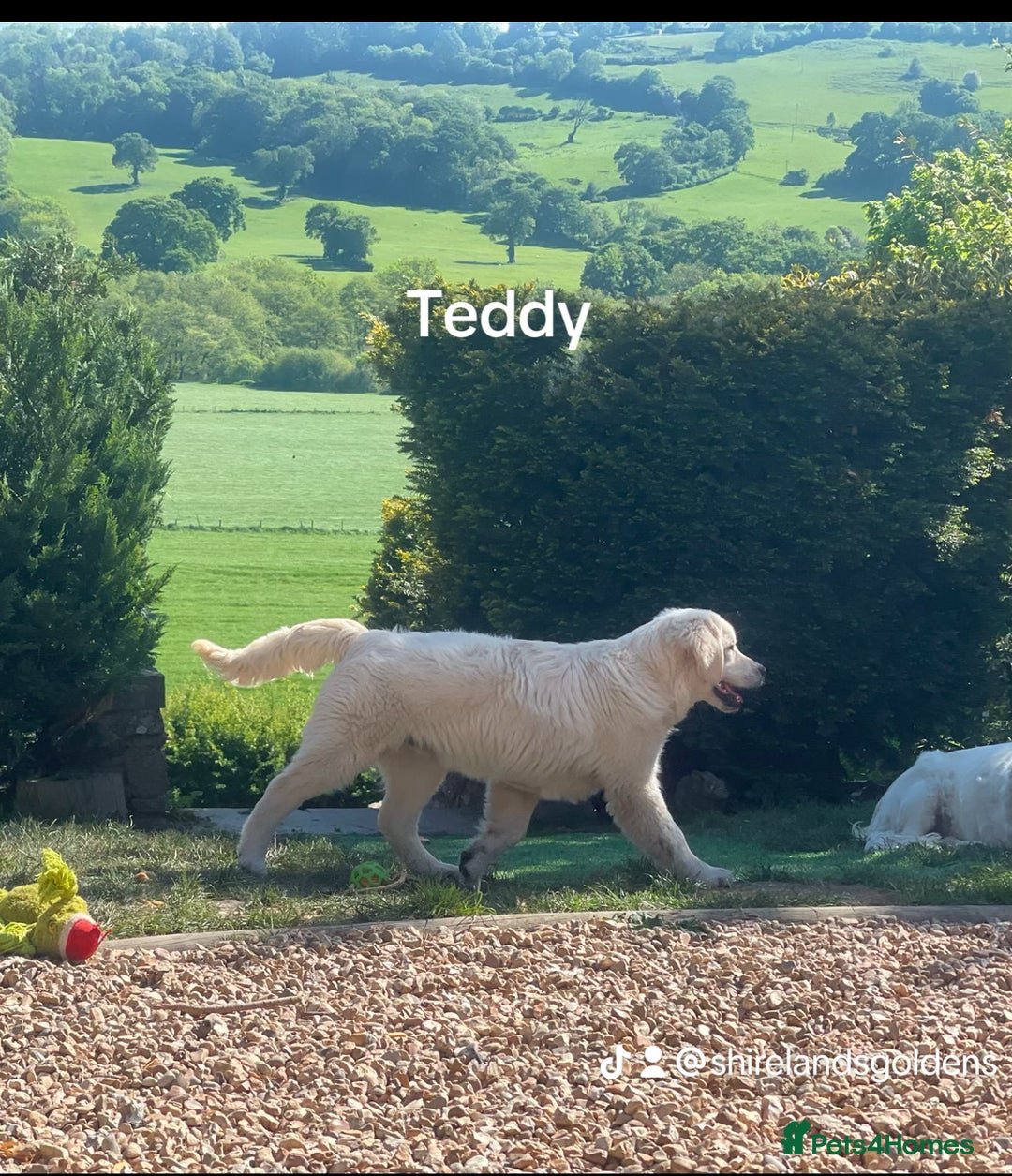 Golden Retriever dogs for sale: Superb KC Golden Retriever show type - Image 4