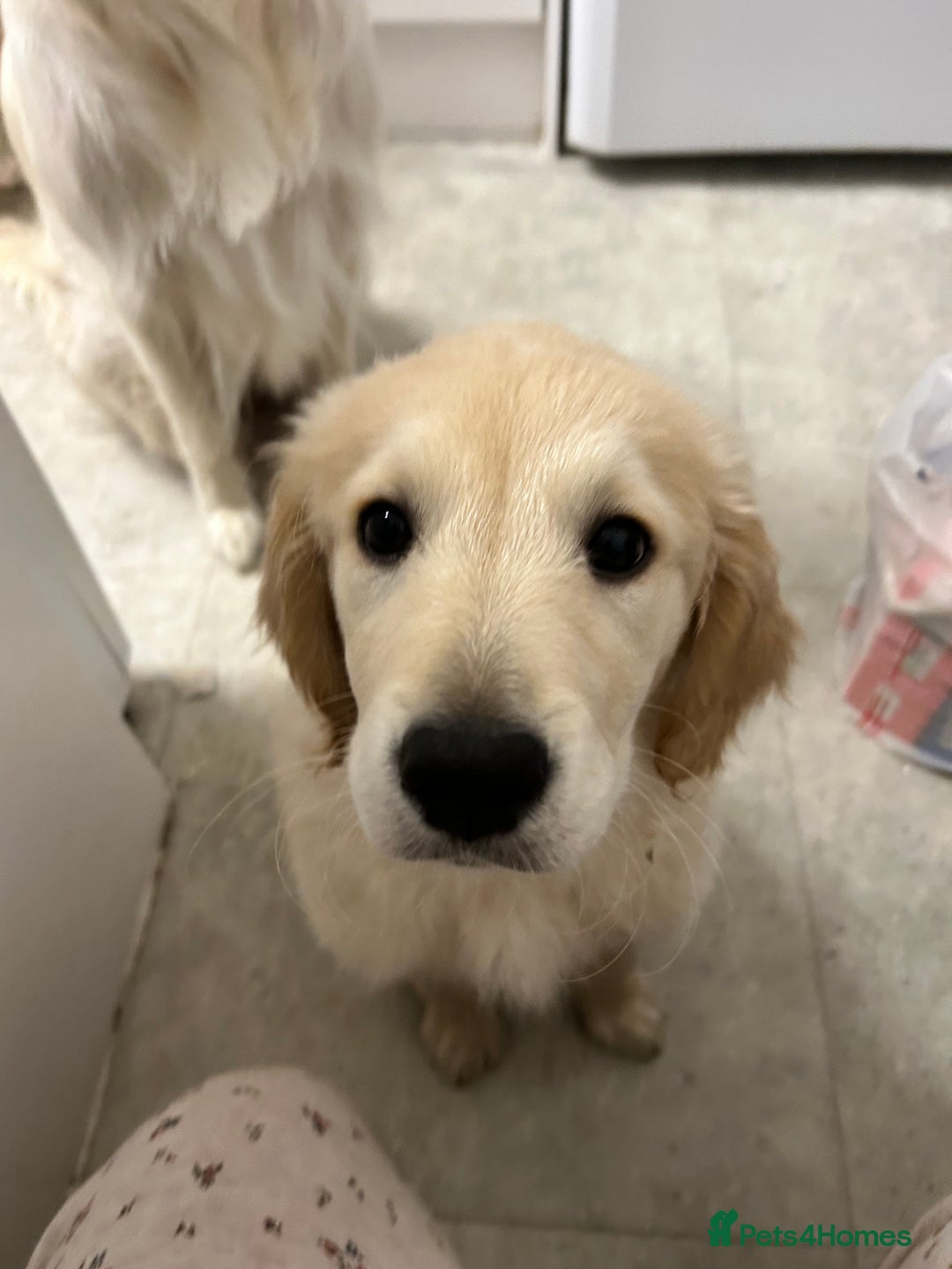 Golden Retriever dogs for sale: Golden retriever puppy  - Advert 9