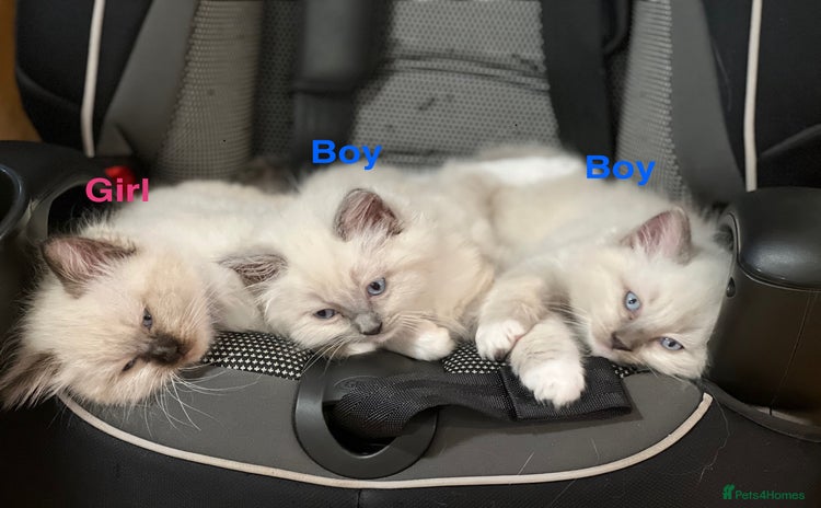 Ragdoll cats - Advert 3