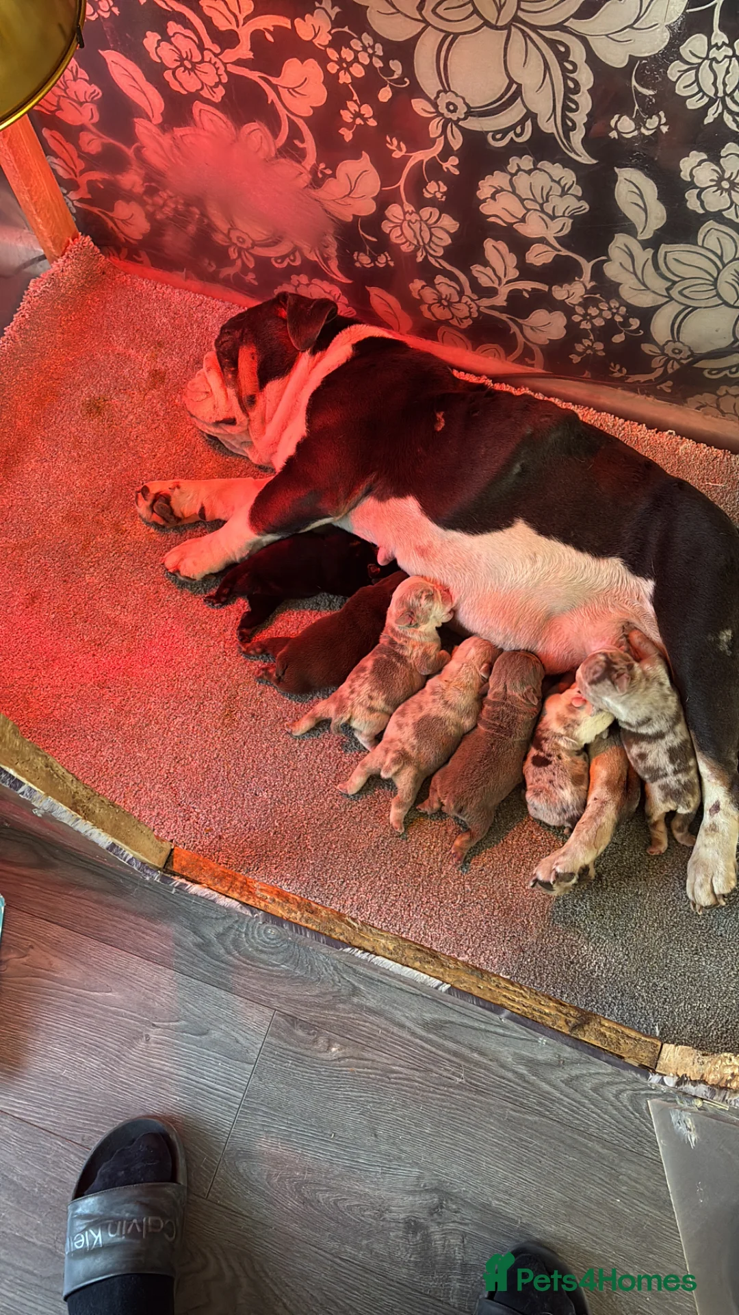 English Bulldog dogs for sale: 2 female English bulldog puppies in Leeds - Advert 11