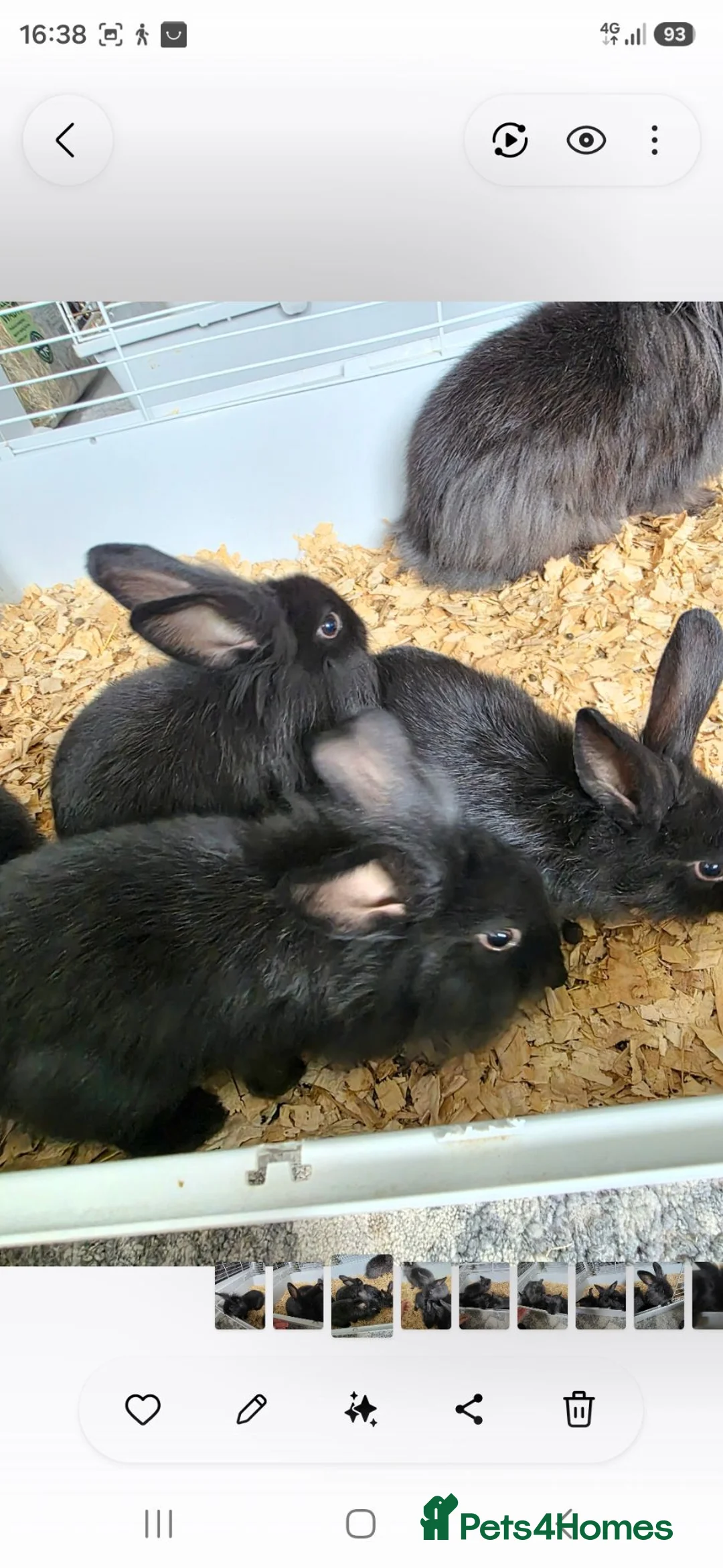 Dwarf Lop rabbits for sale: Lionhead Bunnies  in Carlisle - Advert 2