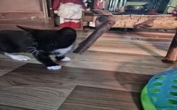 Mixed Breed cats for sale: Kittens  - Image 3