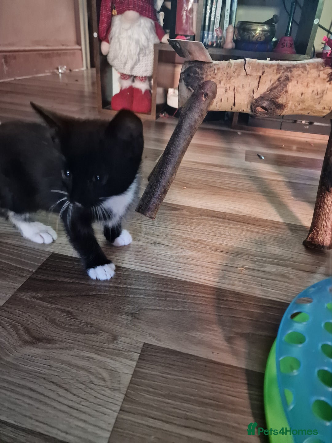 Mixed Breed cats for sale: Kittens  - Image 3