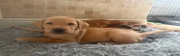Labrador Retriever dogs for sale: KC Fully Health Tested Labrador Puppies  - Advert 2