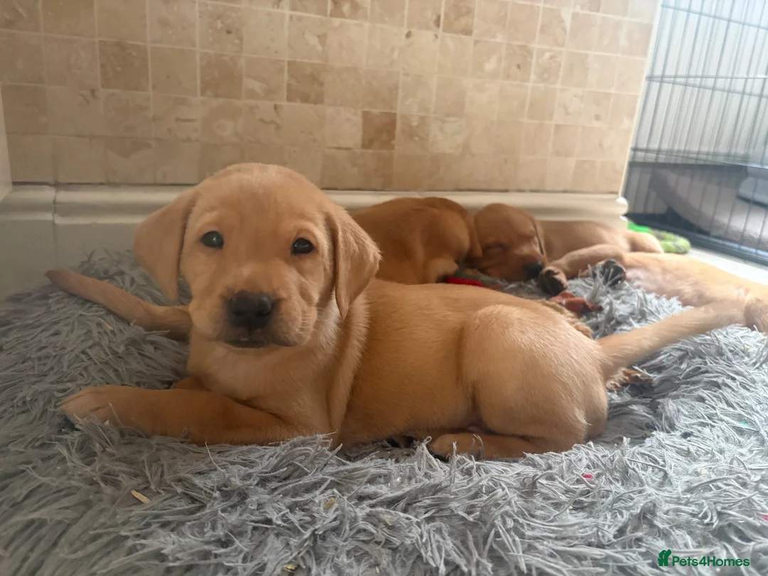 Labrador Retriever dogs for sale: KC Fully Health Tested Labrador Puppies  - Advert 2
