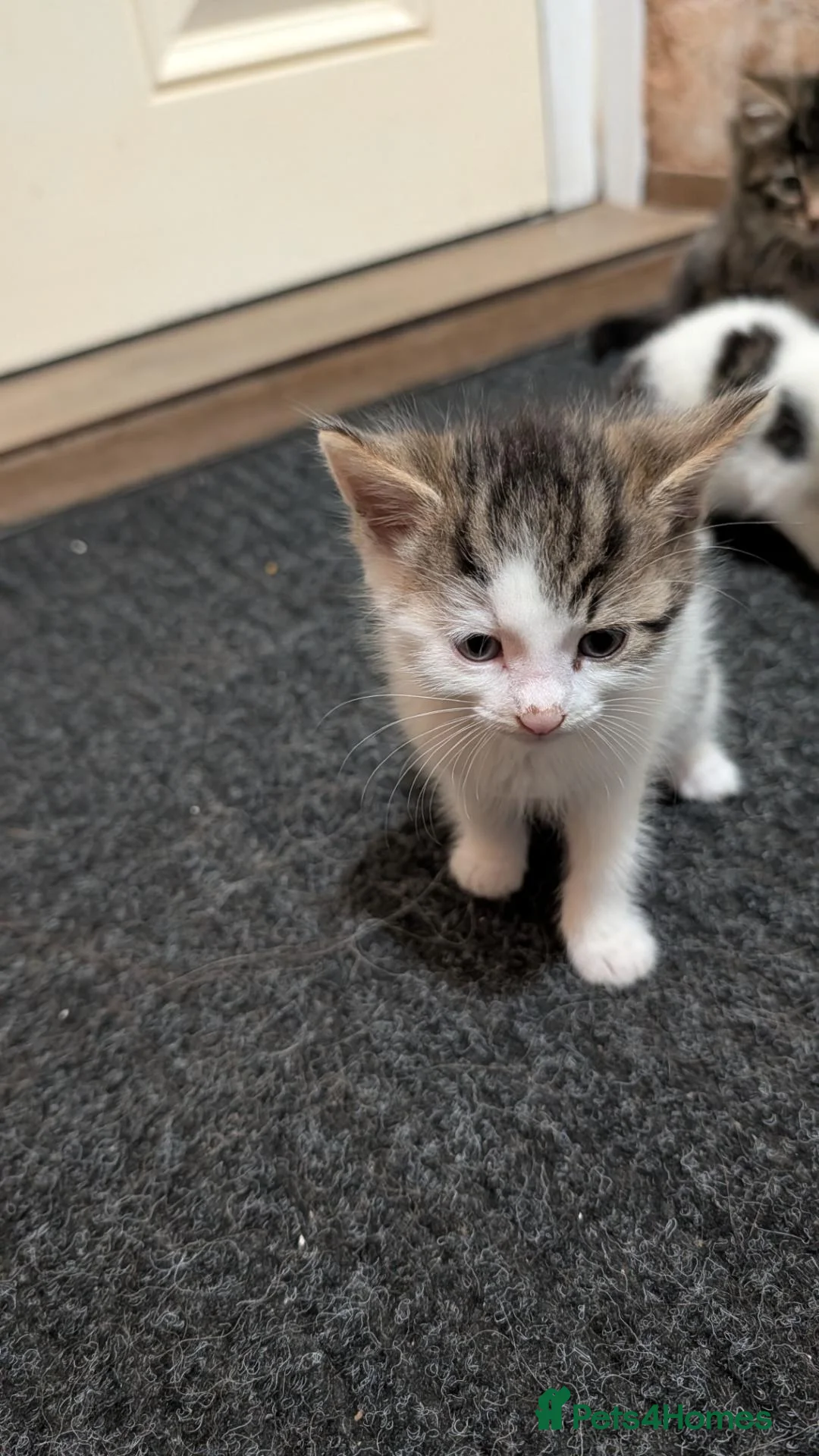Mixed Breed cats for sale: Very nice kittens for sale😀❤️ - Advert 26