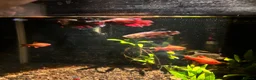 Bettas fish for sale: 3x female betta fish  - Advert 2