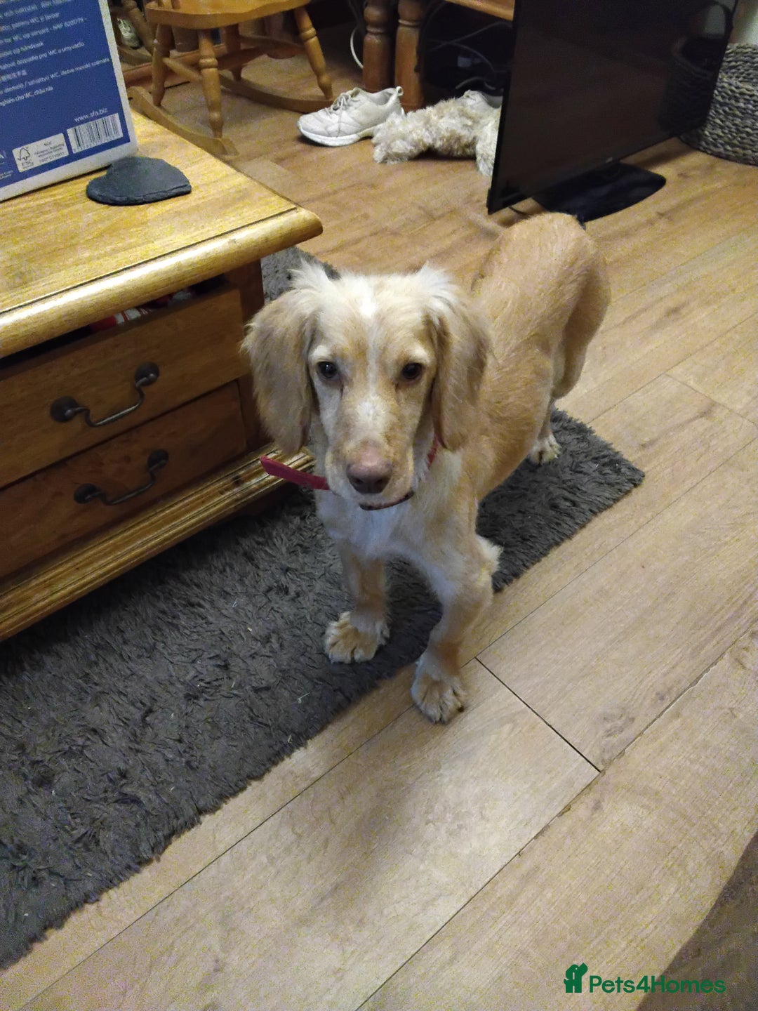 Cocker Spaniel dogs for sale: Working cocker spaniel  - Advert 3