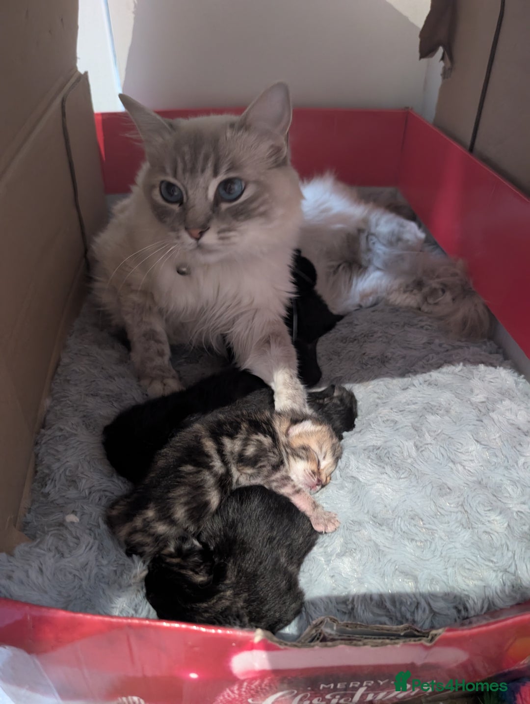 Ragdoll cats for sale: Tabby or black Ragdoll x kittens - Image 9
