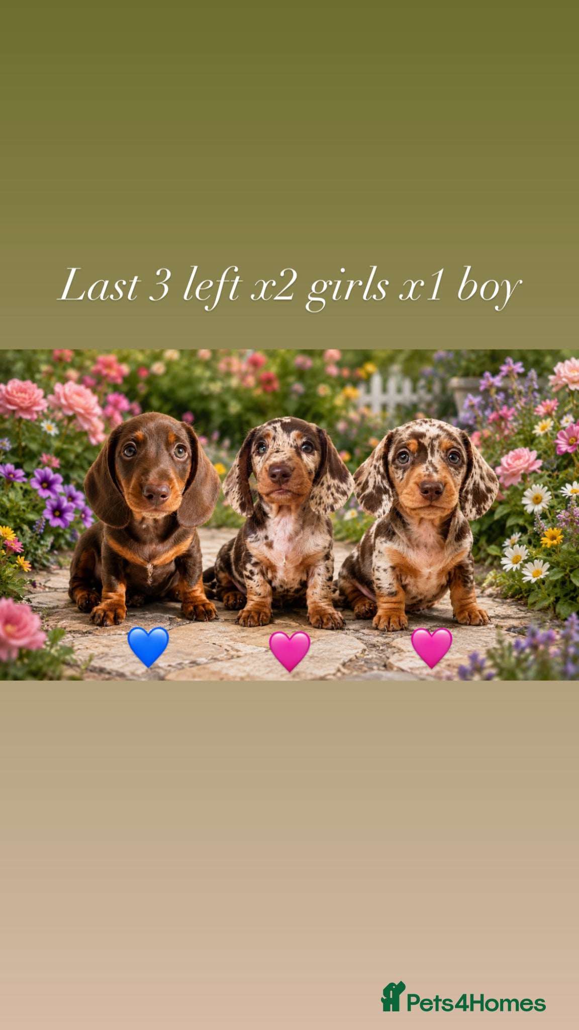 Miniature Dachshund dogs READY NOW MINI DACHSHUND SERIOUS BUYERS ONLY  - Advert 5