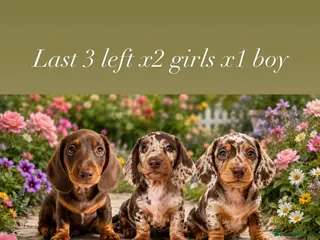 Miniature Dachshund dogs READY NOW MINI DACHSHUND SERIOUS BUYERS ONLY - Advert 5