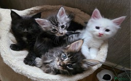 Maine Coon cats for sale: Stunning GCCF Registered Maine Coon kittens  - Image 17