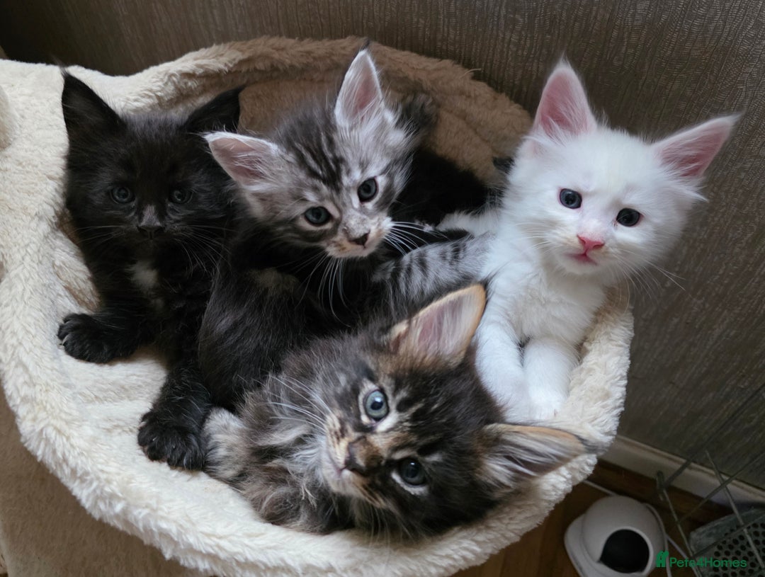 Maine Coon cats for sale: Stunning GCCF Registered Maine Coon kittens  - Image 17